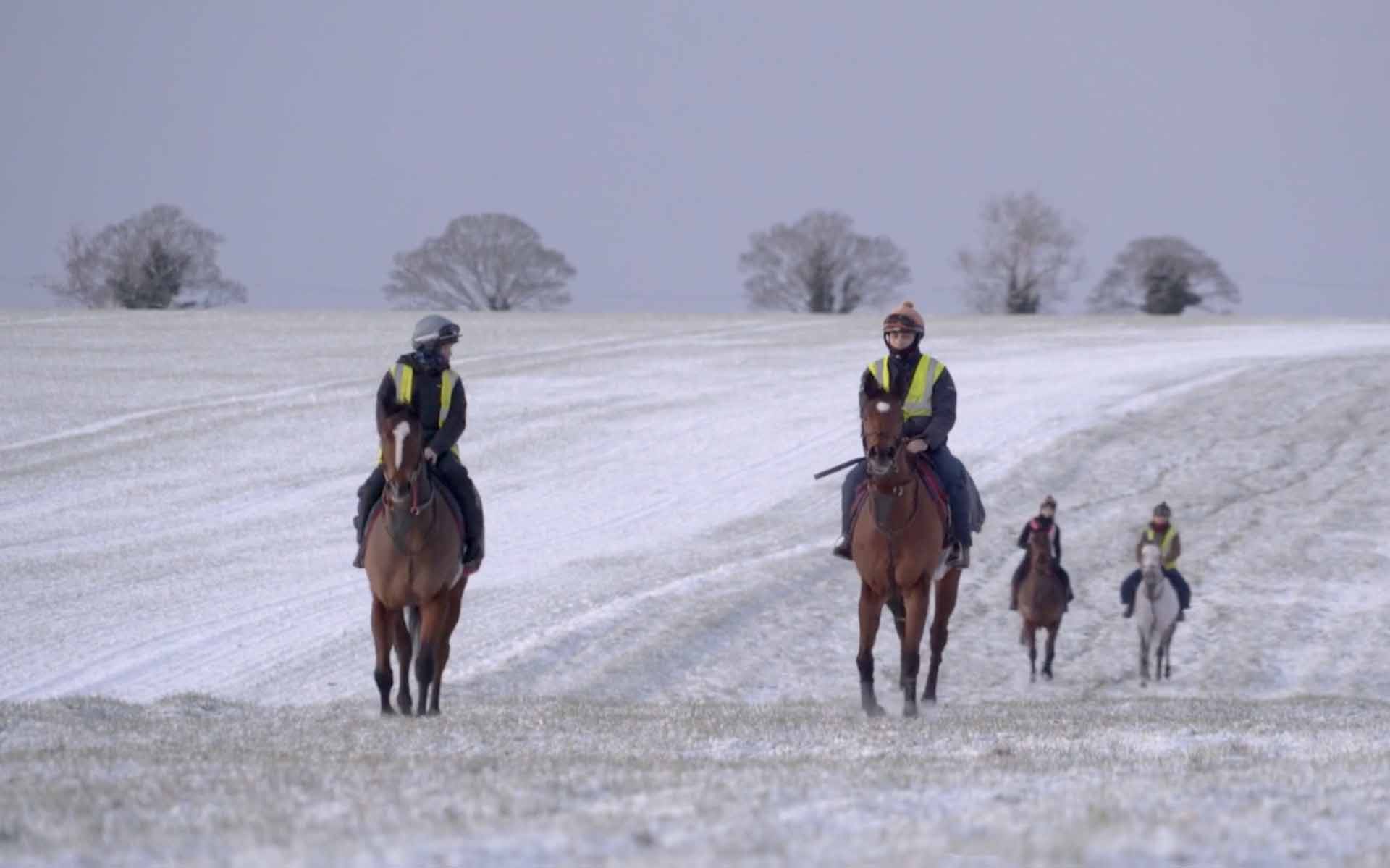 Highfield Princess and stable mates in snow