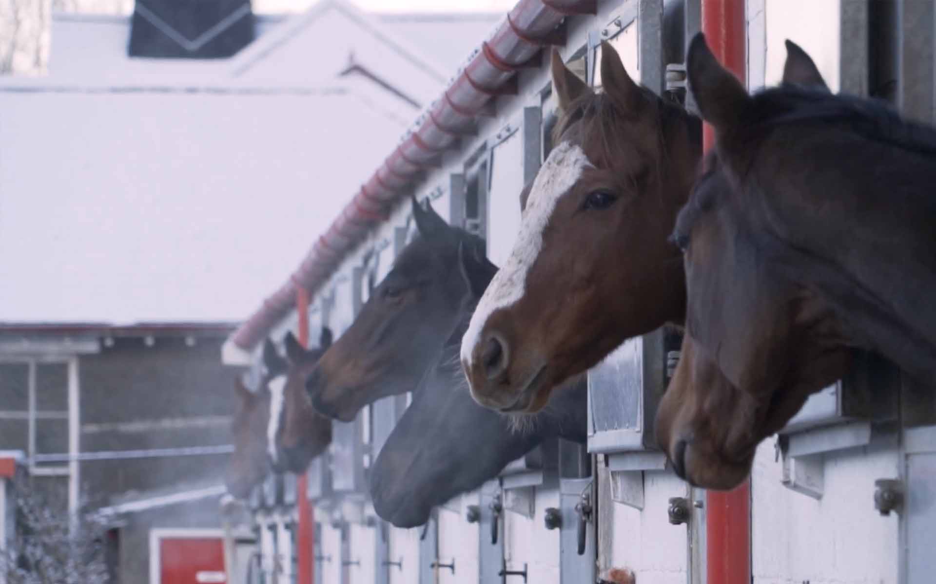 Horses looking out of stable doors on a cold snowy morning